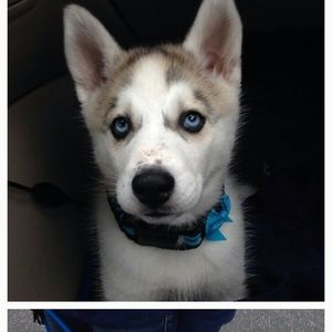 Custom made pupper collars